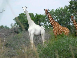 білий жираф кенія