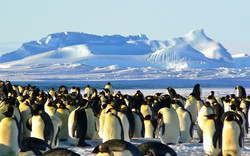 айсберг A68a загроза пінгвін тюлень