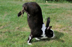 кролик порода Alfort Jumper