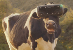 Виртуальная реальность для коров