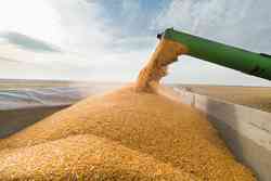 експорт зерно